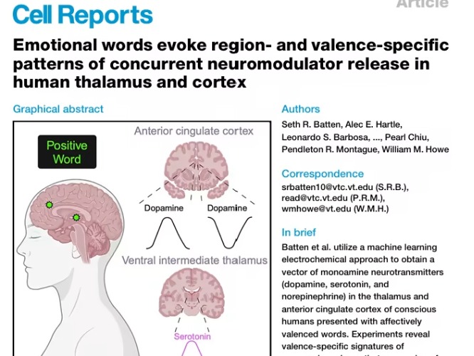 原来“情话”真能激活快乐激素！Cell Rep研究首次揭秘情绪词汇如何操控三大神经调质