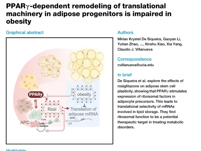 不用饿肚子也能稳代谢！Cell Rep突破性发现：PPARγ激动剂破解肥胖困局，核糖体机制开辟治疗新赛道
